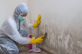  New Plymouth, ID Mold Removal Services Pros